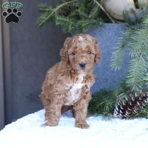 Ace, Mini Goldendoodle Puppy